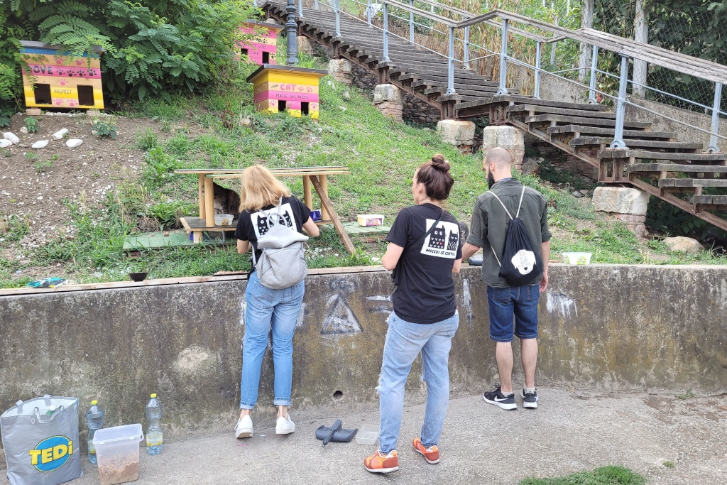 Les Croates à la rescousse des chats errants