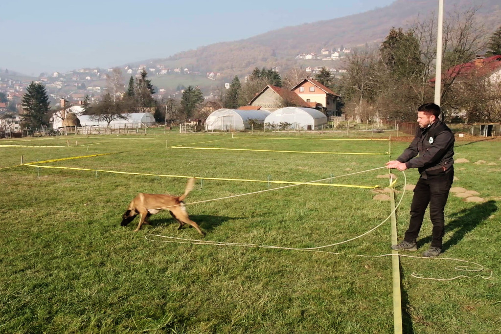 En Bosnie, des chiens démineurs libèrent Sarajevo