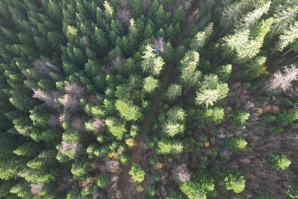 L'étrange disparition des épicéas de Vlašić