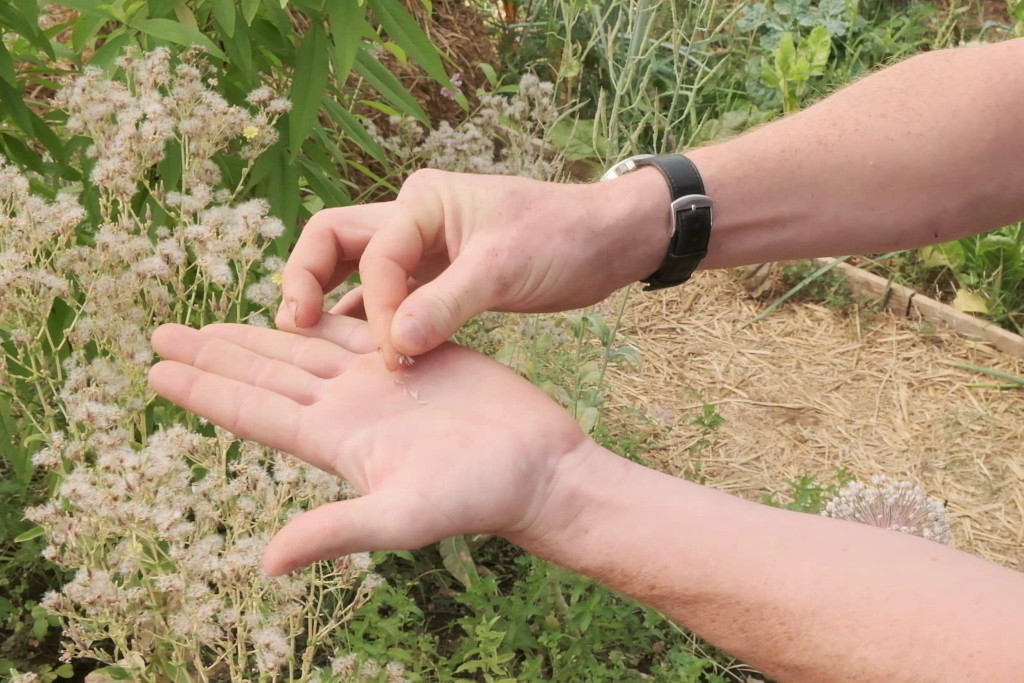 À Mostar, une banque de graines pour la biodiversité